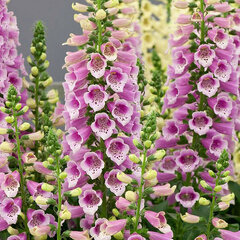 3252379_digitalis_dalmatian_rose_01