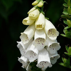 3251875_digitalis_dalmatian_white_01
