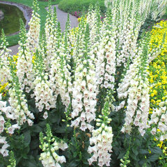3251875_digitalis_dalmatian_white_02