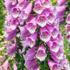 08202255_digitalis_gloxiniiflora_01