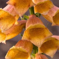 9251124_digitalis_goldcrest_01