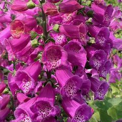 5254682_digitalis_lucas_xxl_pink_01