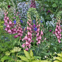 2211914_digitalis_mertonensis_01