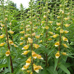 6253609_digitalis_spice_island_01