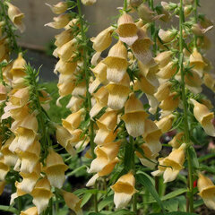 6253609_digitalis_spice_island_02