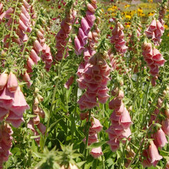 3254559_digitalis_summer_king_01