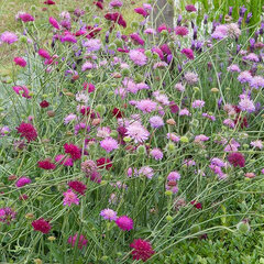 3252802_knautia_melton_pastels_02