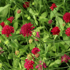 3241833_knautia_red_knight_02