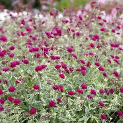 8211323_knautia_thunder_and_lightning_04