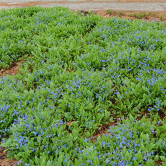 6243496_omphalodes_verna_01