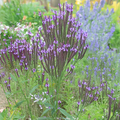 9254839_verbena_blue_spires_01