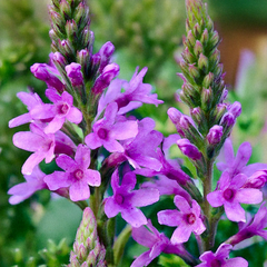 9254839_verbena_blue_spires_03