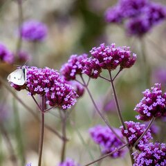 17250824_verbena_bonariensis_01
