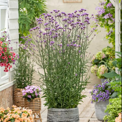 4254628_verbena_bonnie_blue_02