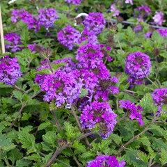 5244273_verbena_homestead_purple_02