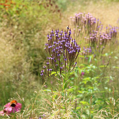 5243568_verbena_lavander_spires_02