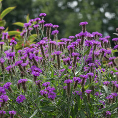 3254111_verbena_rigida_02