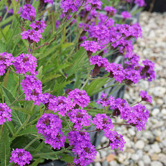 3254111_verbena_rigida_03