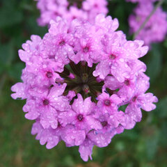 5244308_verbena_seabrooks_lavender_01