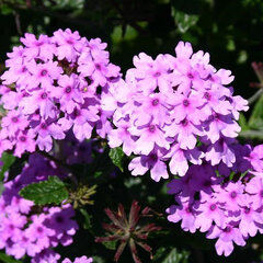 5244308_verbena_seabrooks_lavender_02