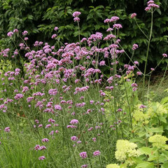 4254288_verbena_violet_blue_01