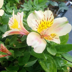 5222000_alstroemeria_little_miss_christina_01