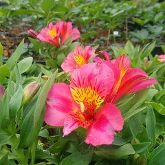 5232001_alstroemeria_little_miss_roselind_01