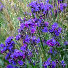 6241667_anchusa_loddon_royalist_03
