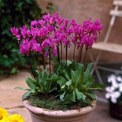 3252758_dodecatheon_red_wings_03