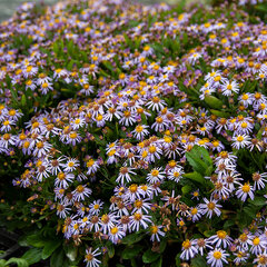 7212613_erigeron_azure_beauty_01