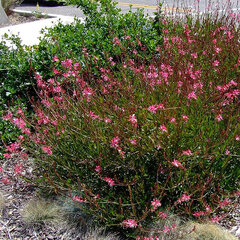 5244310_gaura_butterfly_dark_pink_01