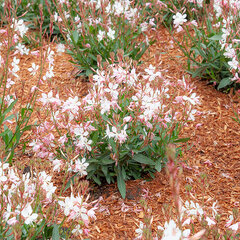 7244379_gaura_graceful_blush_04