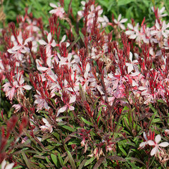 7242485_gaura_graceful_light_pink_01