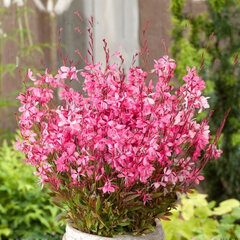 4253503_gaura_l_2