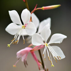 6250872_gaura_lindheimeri_01