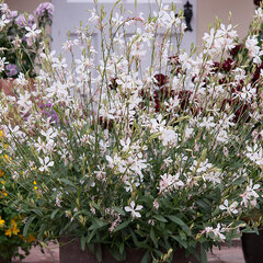6250872_gaura_lindheimeri_02