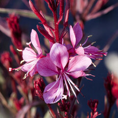 9250688_gaura_passionate_rainbow_02