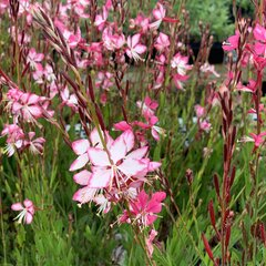 4250296_gaura_rosy_jane_03