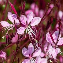 7250205_gaura_siskiyou_pink_02