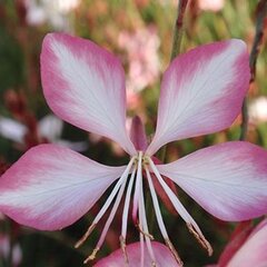 05200155_gaura_summer_emotions_01