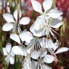 7250945_gaura_whirling_butterflies_02