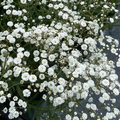 6253089_gypsophila_festival_white_flare_04