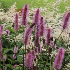 7250623_sanguisorba_wake_up_02
