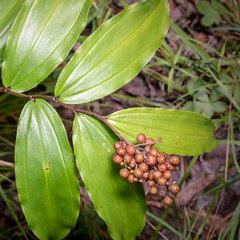 4223553_smilacina_racemosa_01