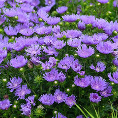 5212876_stokesia_laevis_mels_blue_05