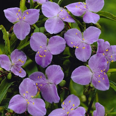 3253239_tradescantia_charlotte_02