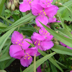 3250596_tradescantia_karminglut_01