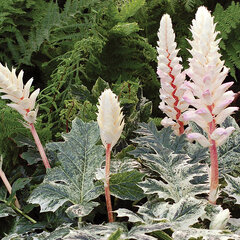 9230413_acanthus_whitewater_03