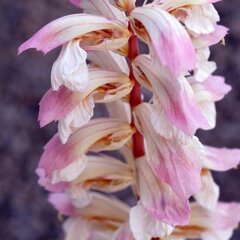 7221335_acanthus_tasmanian_angel_01