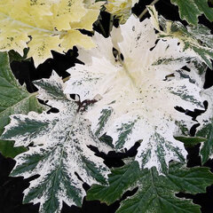 7221335_acanthus_tasmanian_angel_02